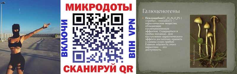 цены   Грозный  Галлюциногенные грибы Cubensis 